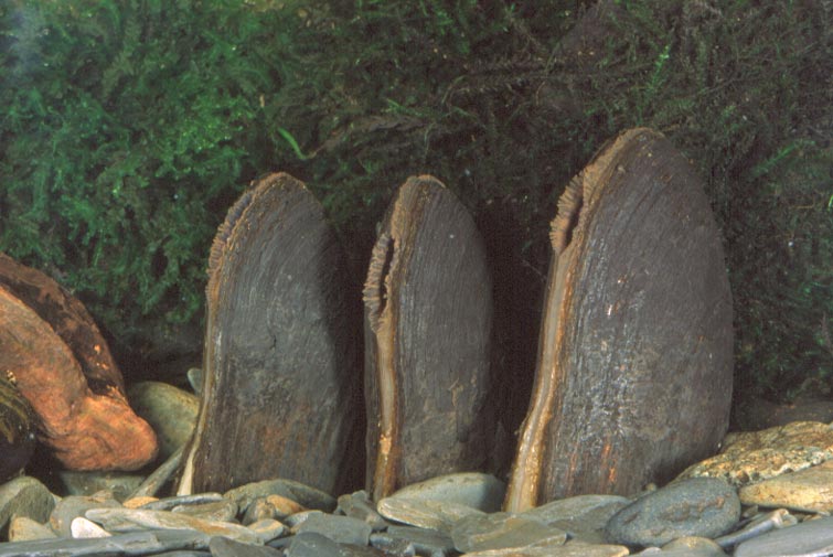 Freshwater pearl mussels (Natural England)